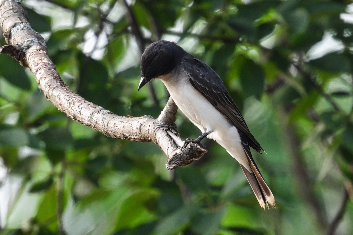 Eastern Kingbird - ML620644409