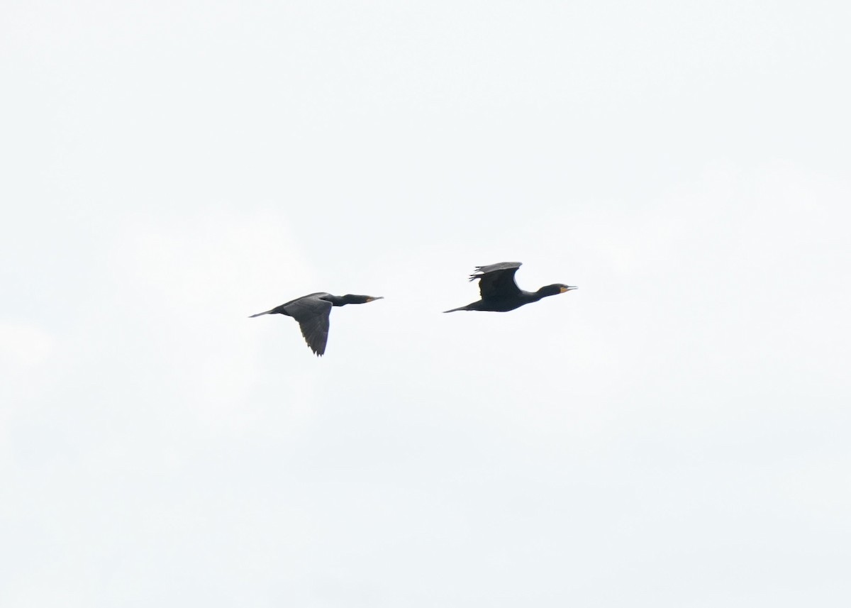 Double-crested Cormorant - ML620644413