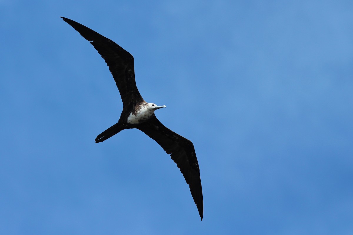 Magnificent Frigatebird - ML620644414