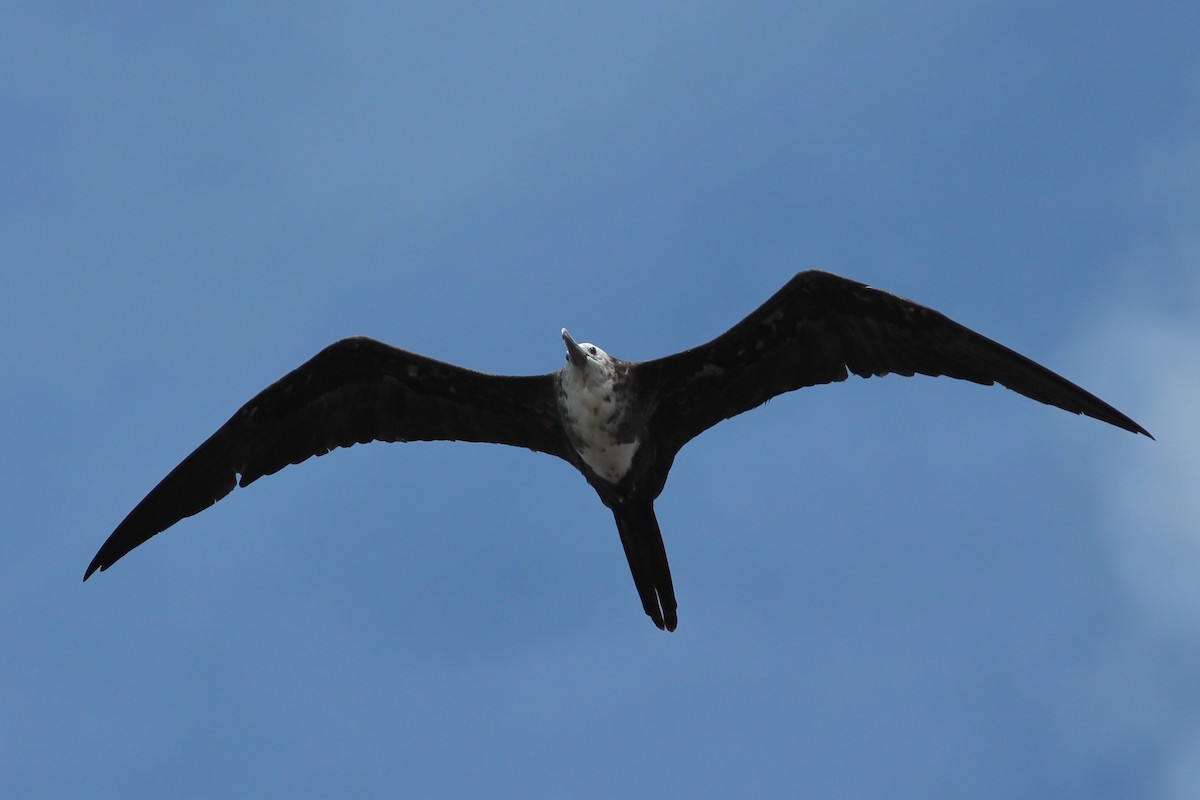 Magnificent Frigatebird - ML620644415