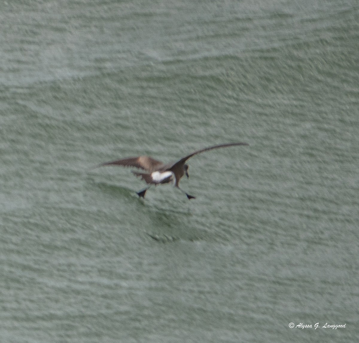 Leach's Storm-Petrel - Anonymous