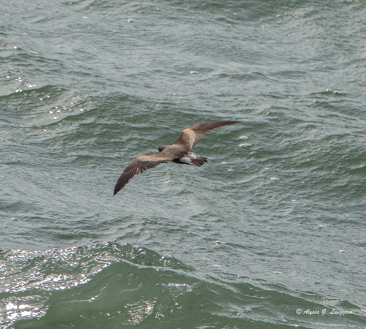 Leach's Storm-Petrel - ML620644420