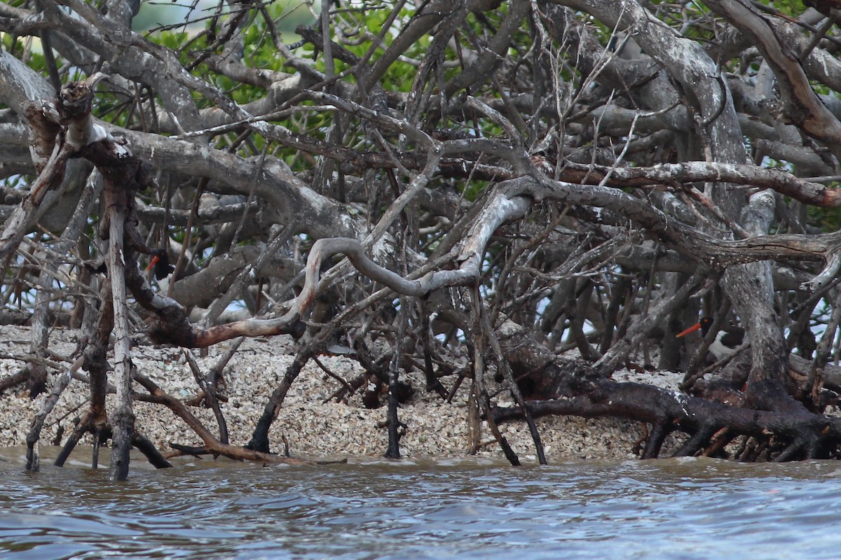 American Oystercatcher - ML620644423