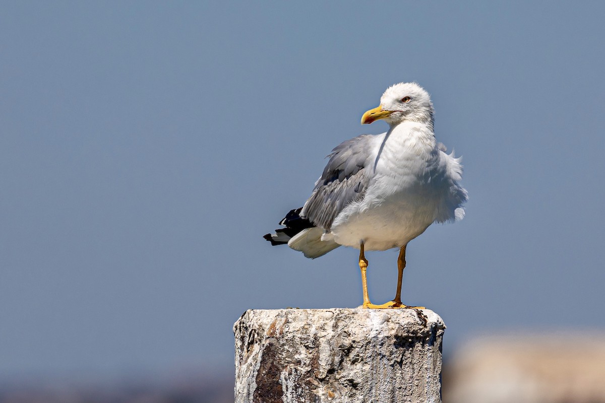 Yellow-legged Gull - ML620644424