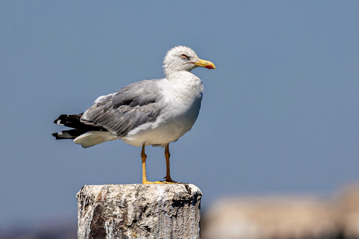 Yellow-legged Gull - ML620644425