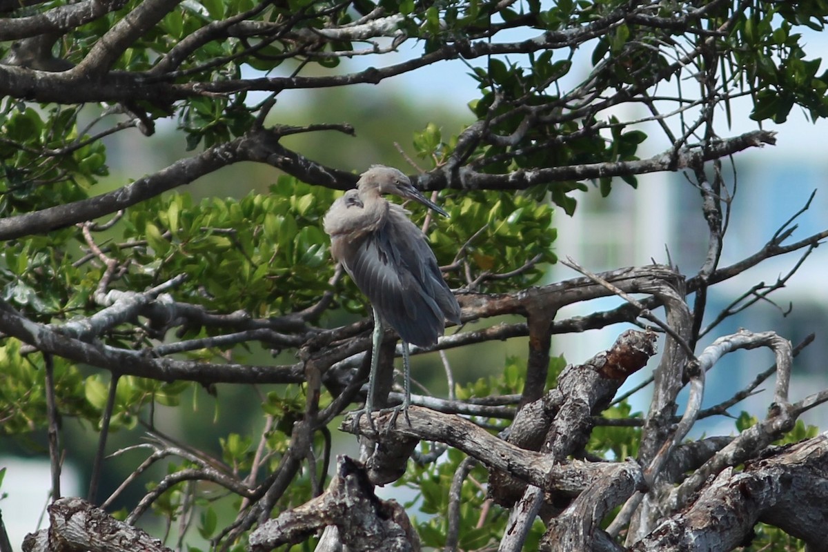 Reddish Egret - ML620644426