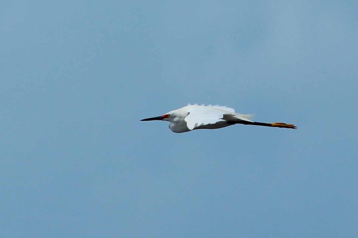 Snowy Egret - ML620644432