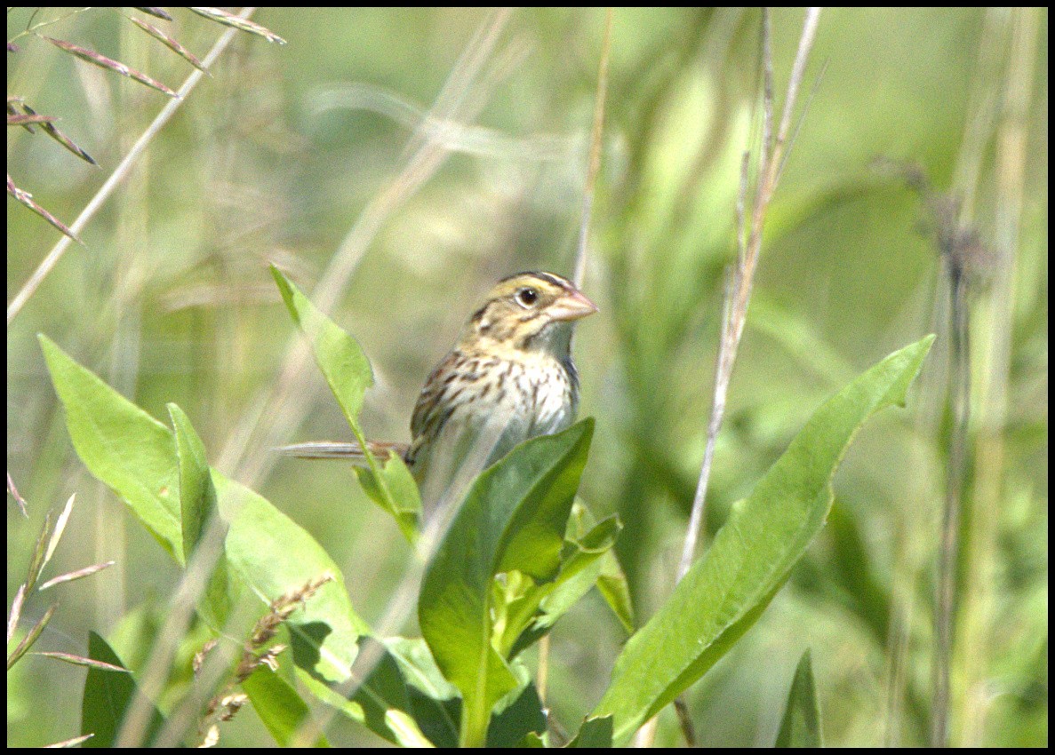 Grasshopper Sparrow - ML620644435