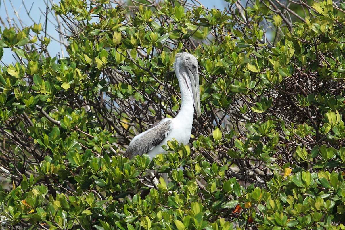 pelikán hnědý (ssp. carolinensis) - ML620644438