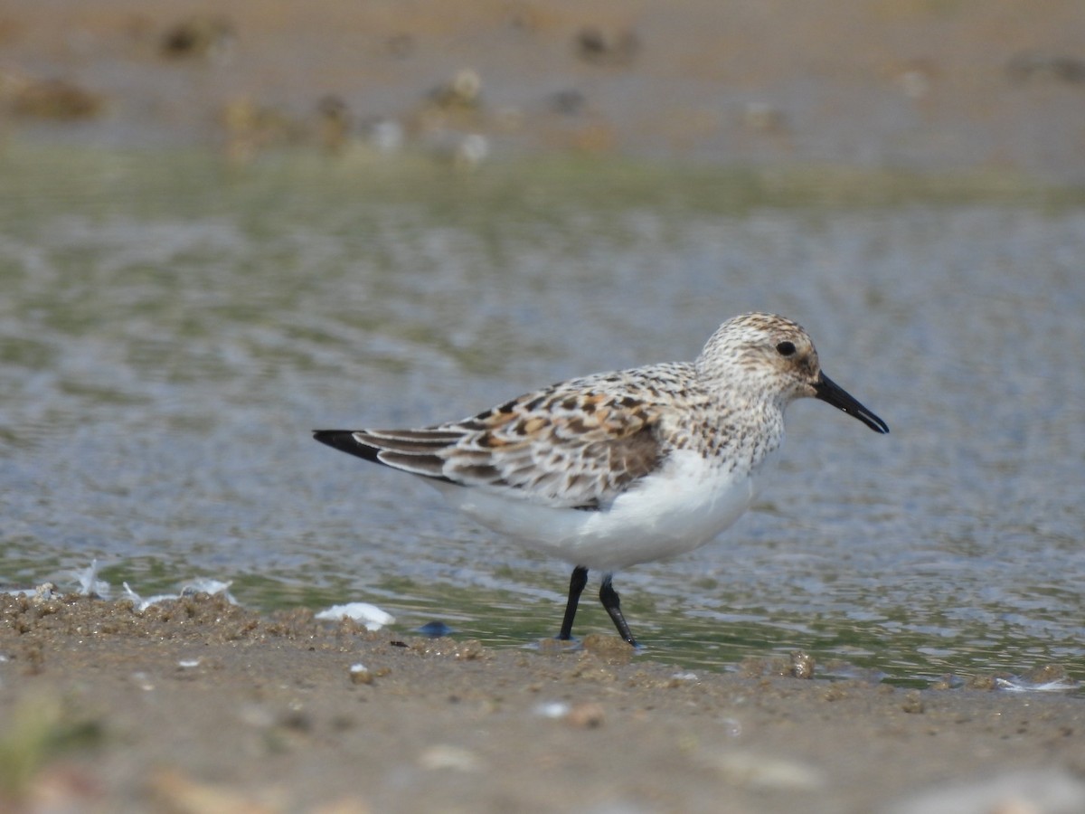 Sanderling - ML620644441