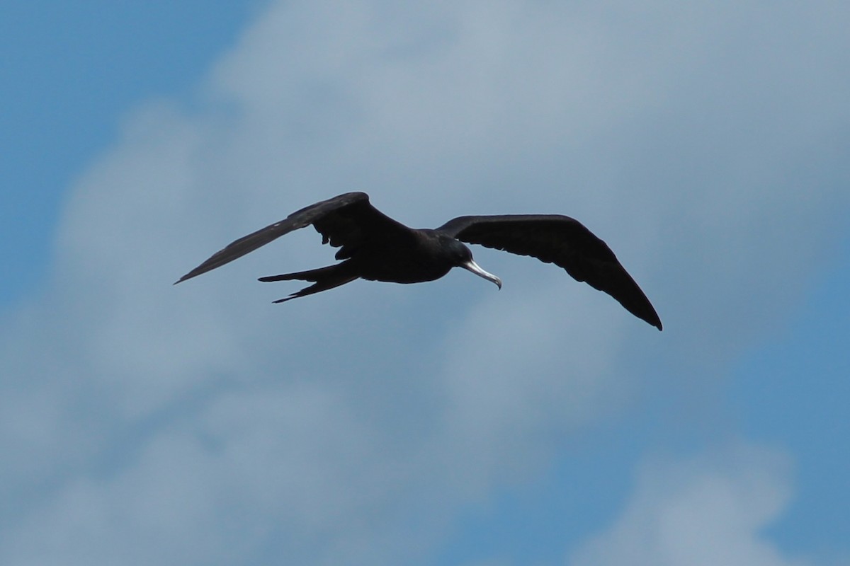 Magnificent Frigatebird - ML620644442