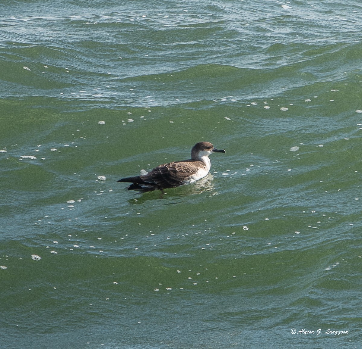 Great Shearwater - ML620644445