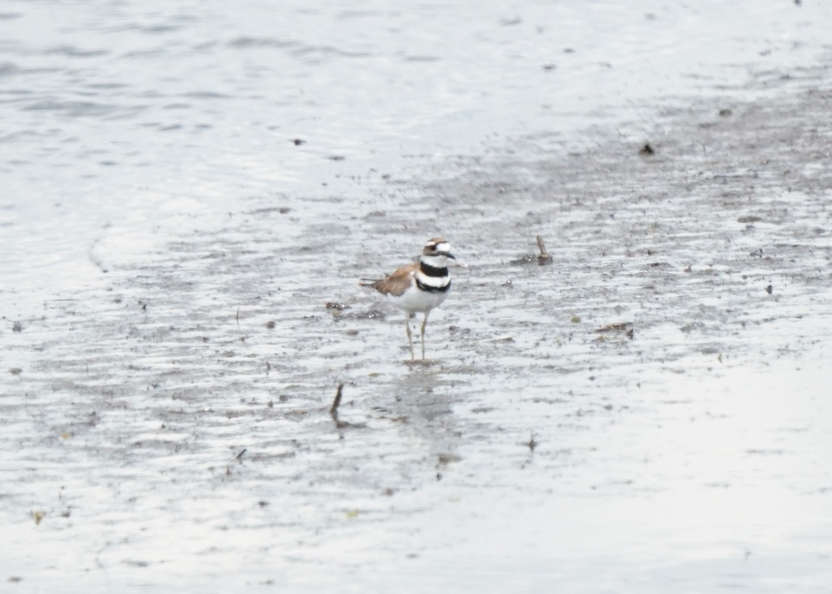 Killdeer - ML620644447