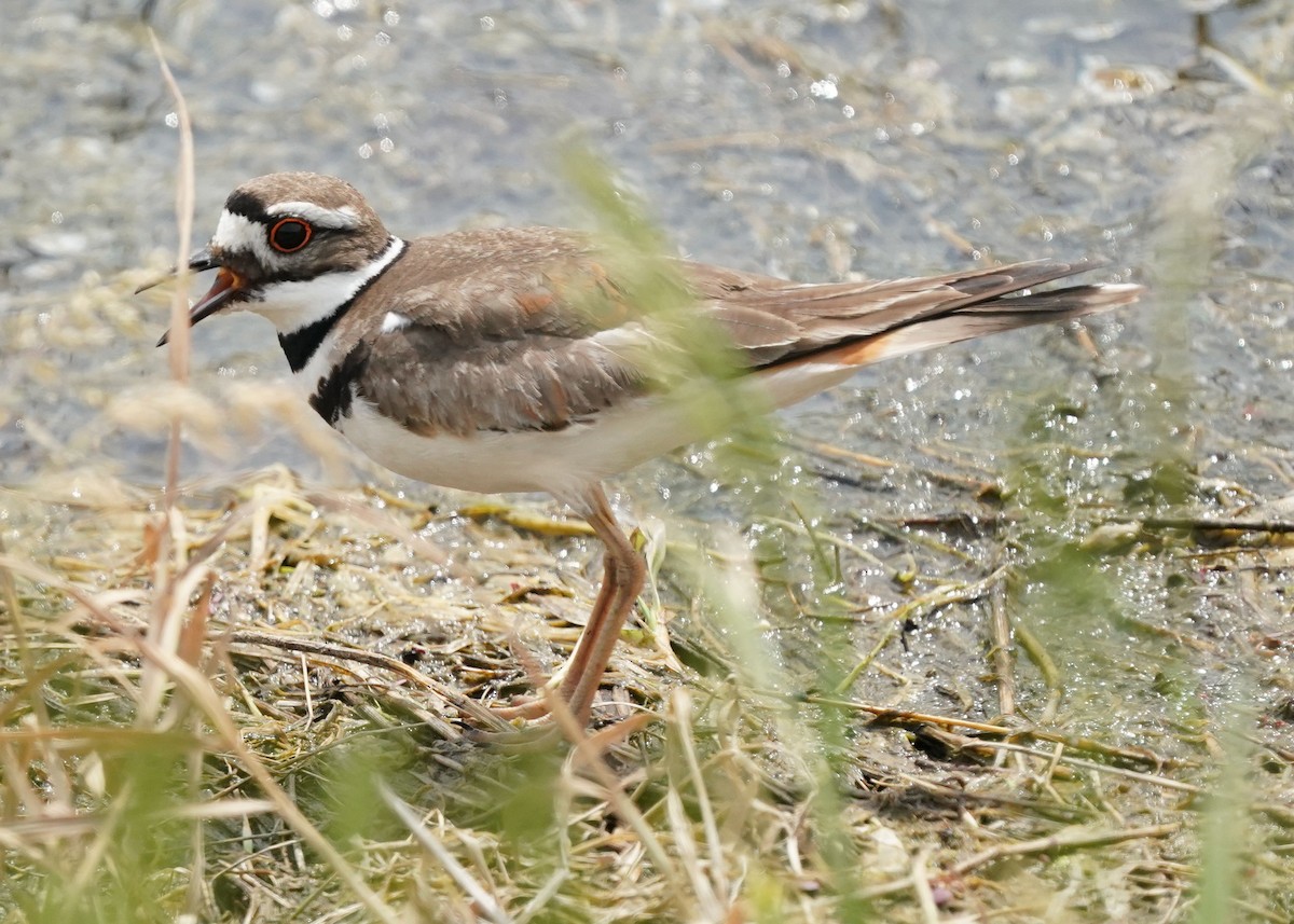 Killdeer - ML620644448