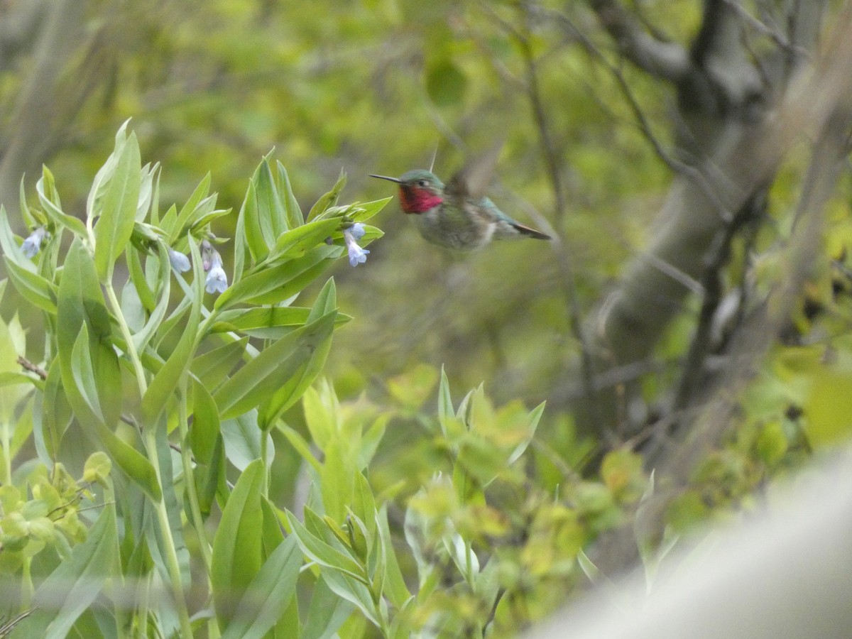 Broad-tailed Hummingbird - ML620644450