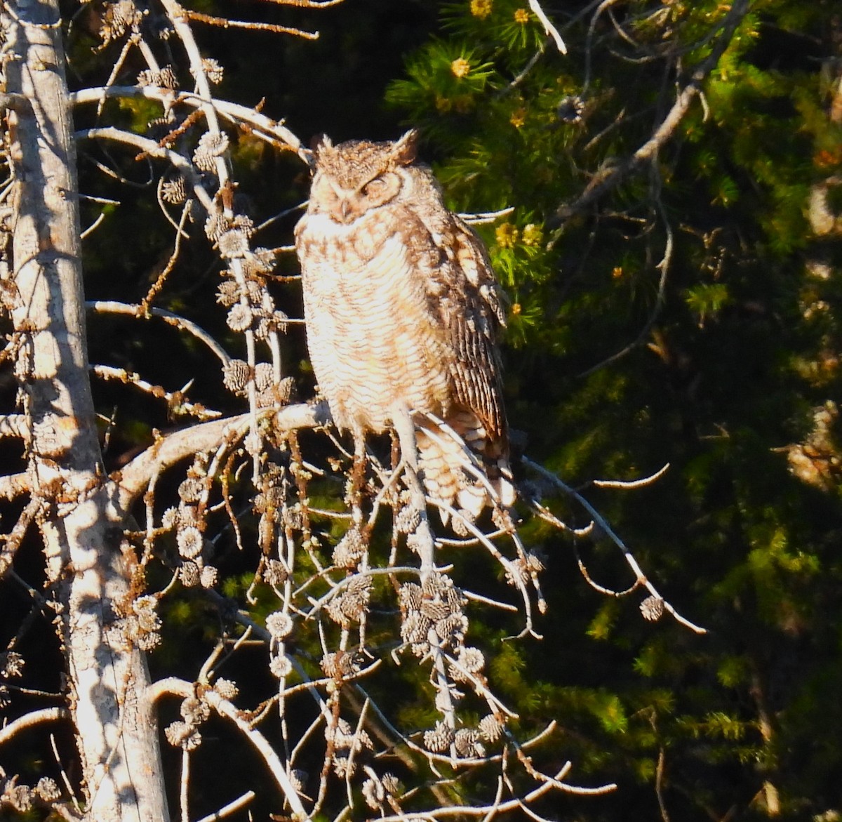 Great Horned Owl - ML620644456