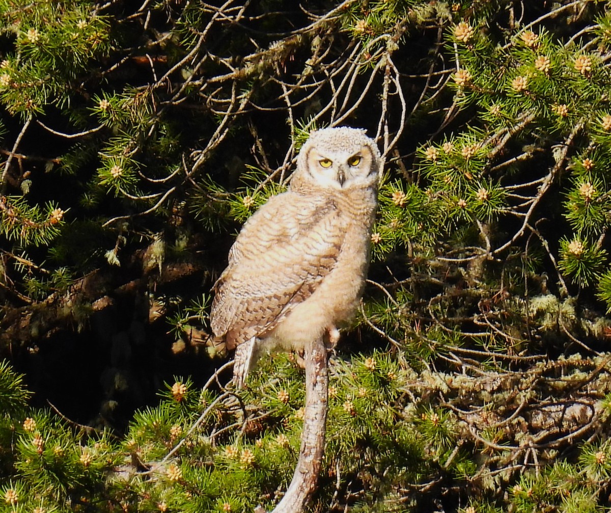 Great Horned Owl - ML620644457