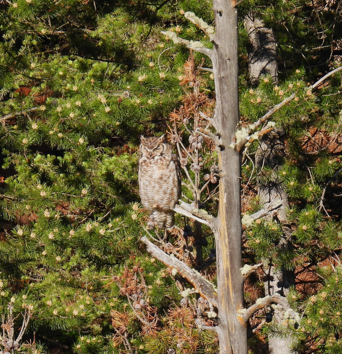 Great Horned Owl - ML620644459