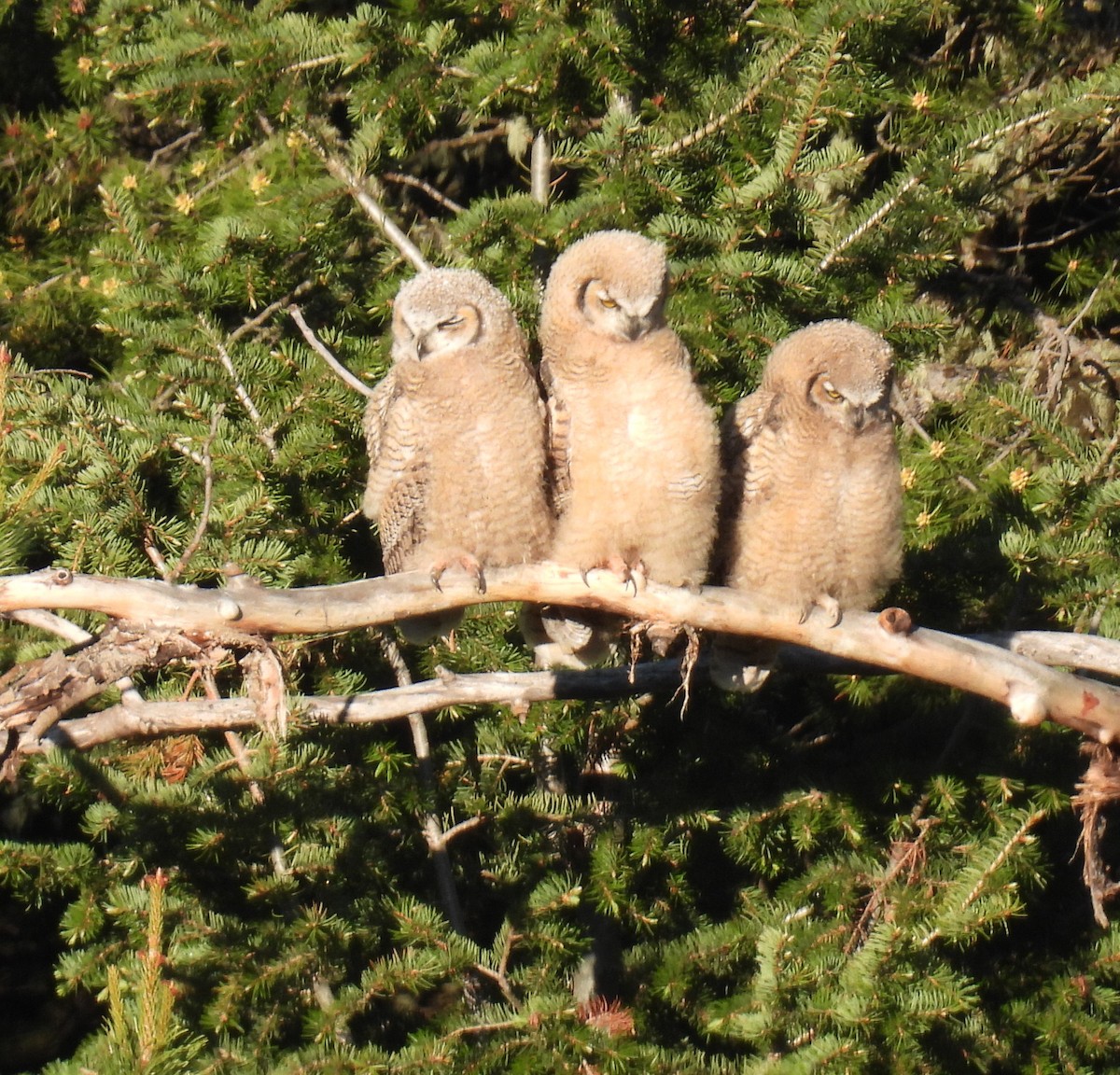 Great Horned Owl - ML620644461