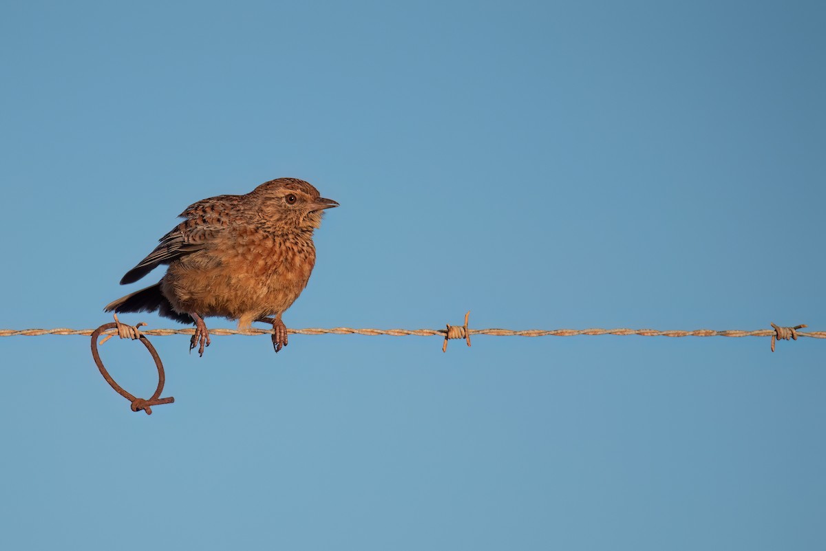 Cape Clapper Lark - ML620644463