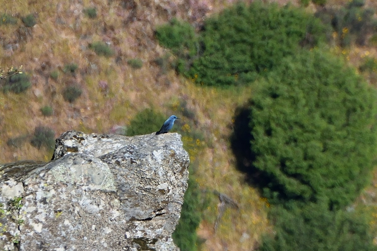 Blue Rock-Thrush - ML620644466