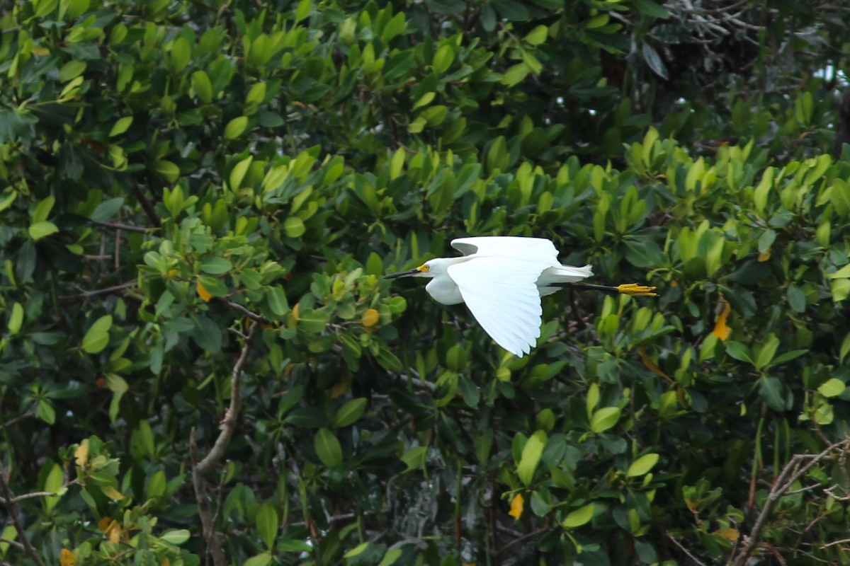 Snowy Egret - ML620644467