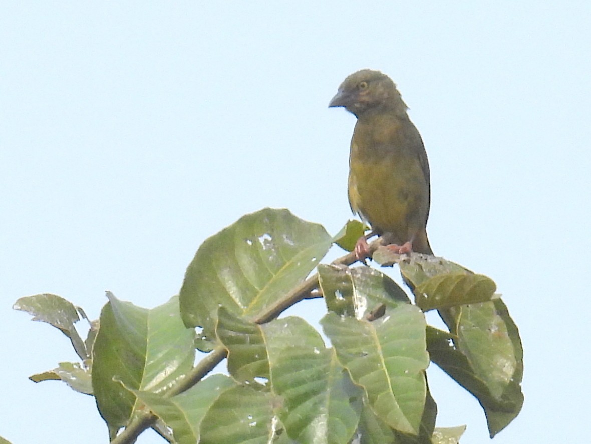 Vieillot's Black Weaver - ML620644468