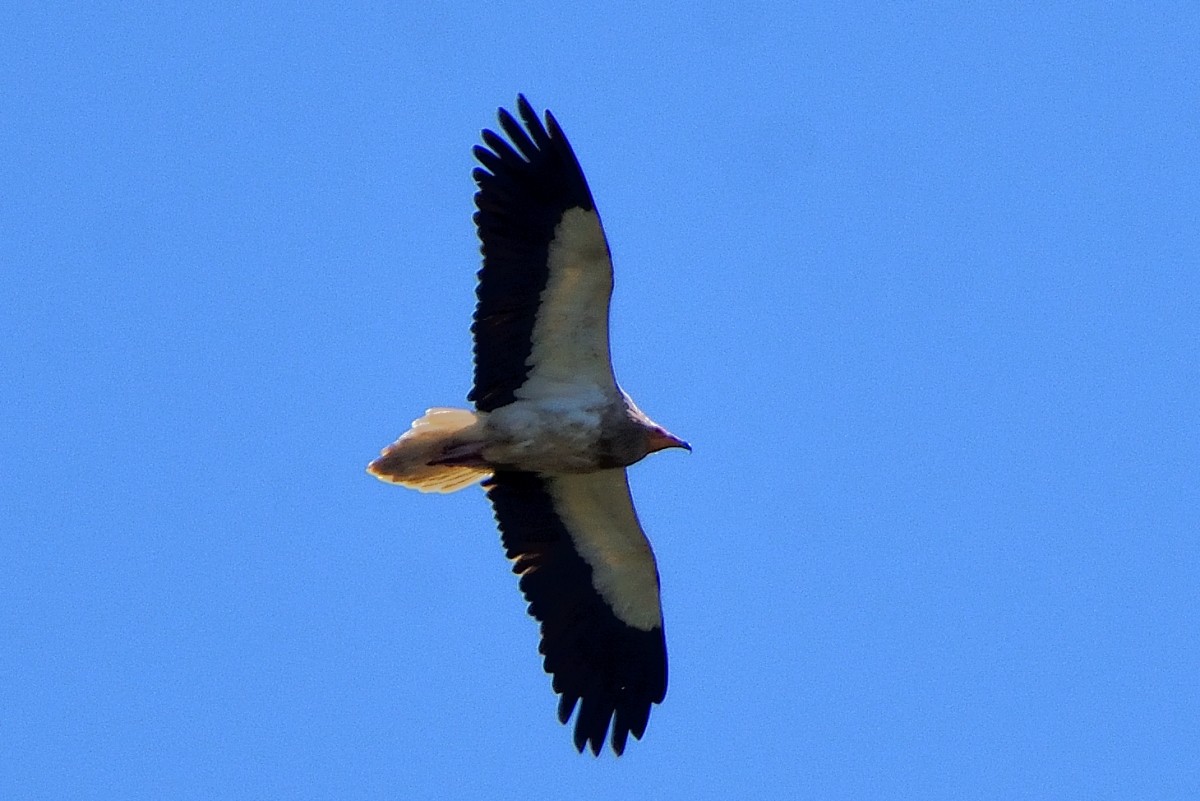 Egyptian Vulture - ML620644469