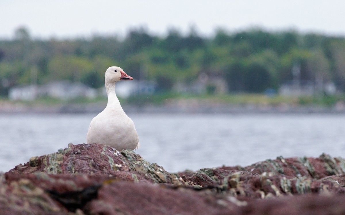 Snow Goose - ML620644470