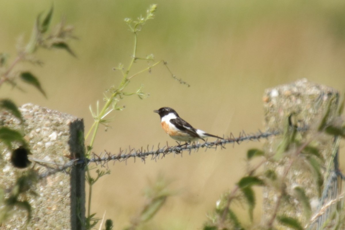 European Stonechat - ML620644471