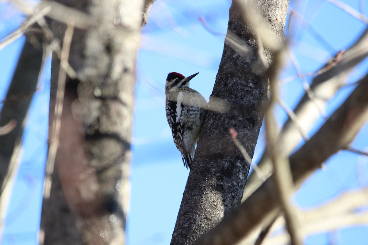 Yellow-bellied Sapsucker - ML620644473