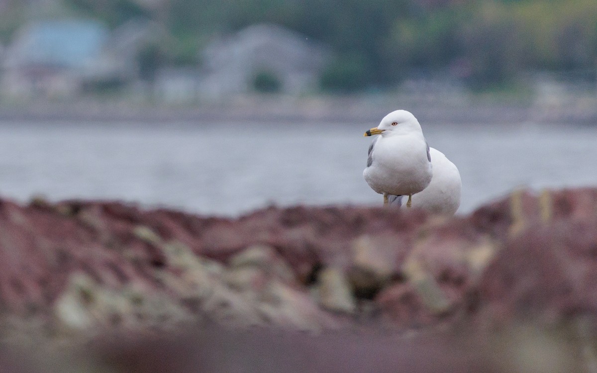 Ring-billed Gull - ML620644480