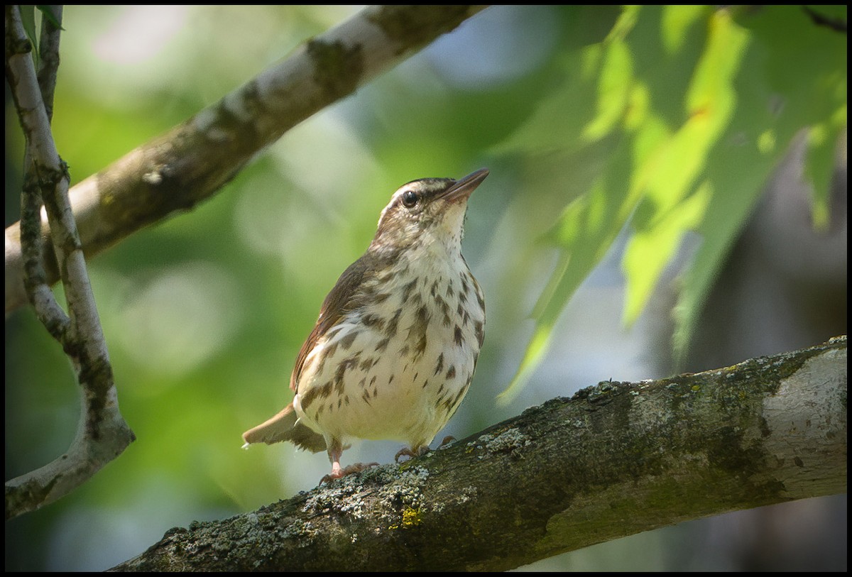 Louisiana Waterthrush - ML620644481