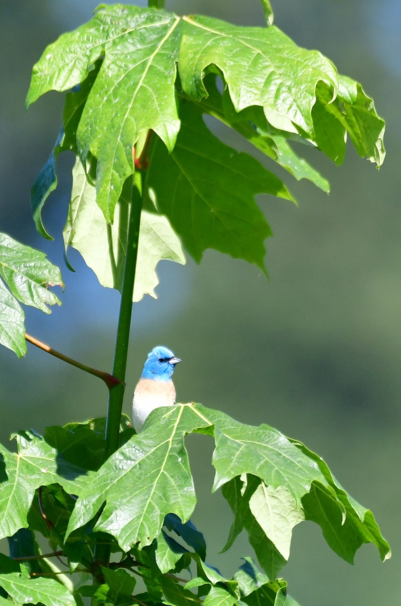 Lazuli Bunting - ML620644482