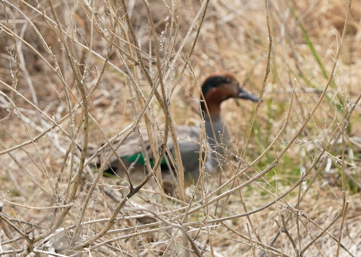 Green-winged Teal - ML620644483