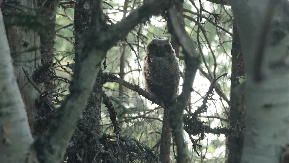 Great Horned Owl - ML620644484