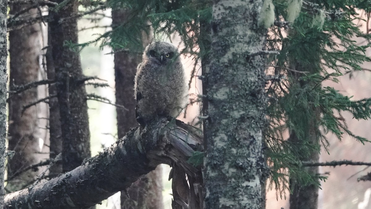 Great Horned Owl - ML620644485