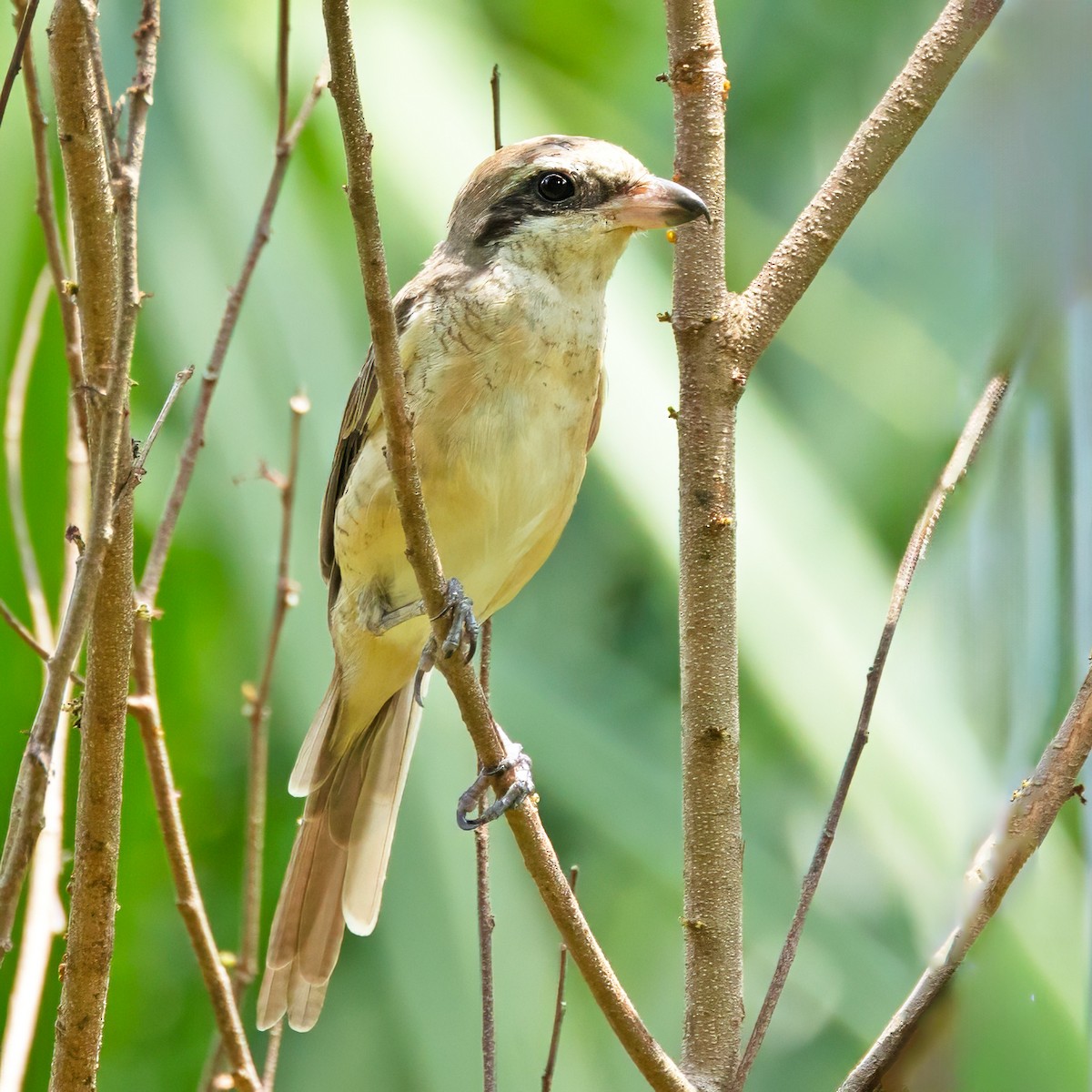 Brown Shrike - ML620644486