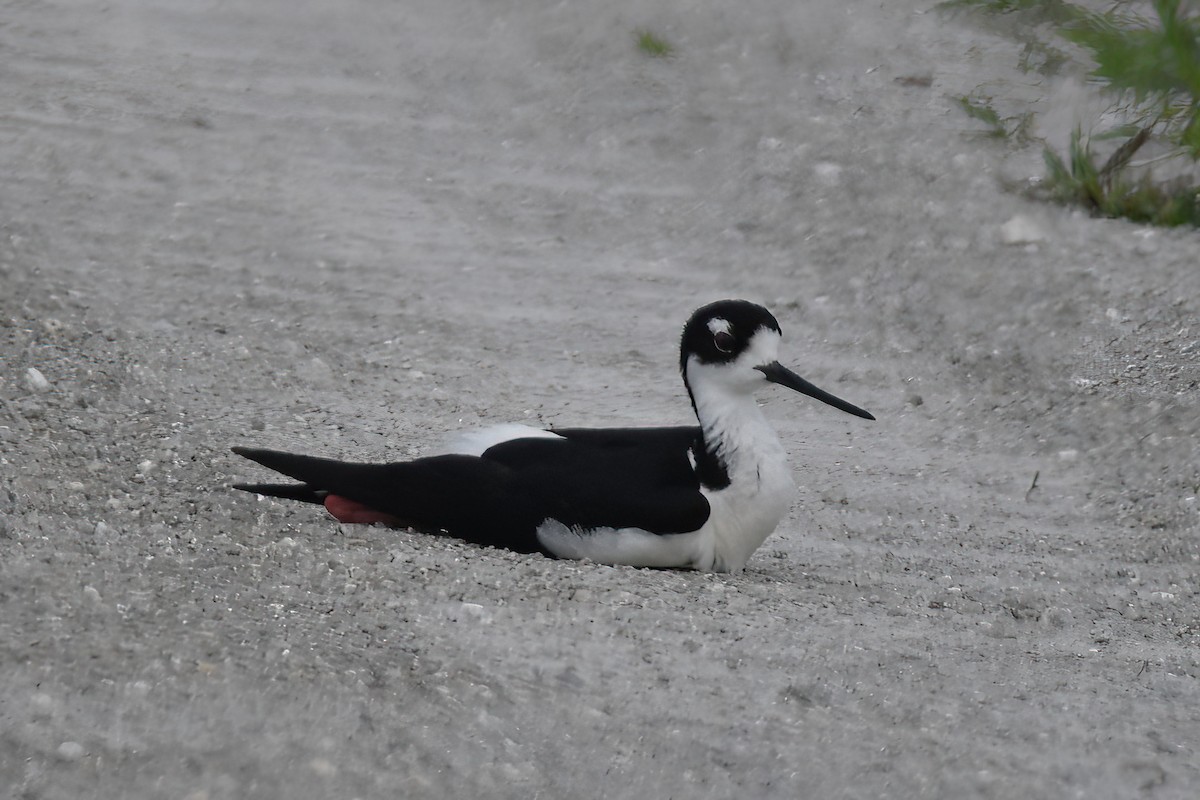 Black-necked Stilt - ML620644487