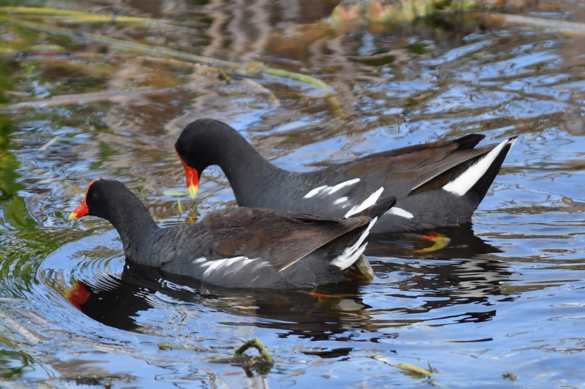 Common Gallinule - ML620644489