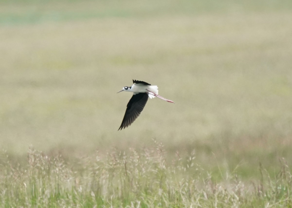 Black-necked Stilt - ML620644491