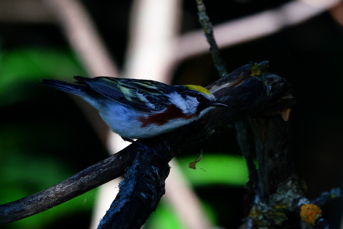 Chestnut-sided Warbler - ML620644494