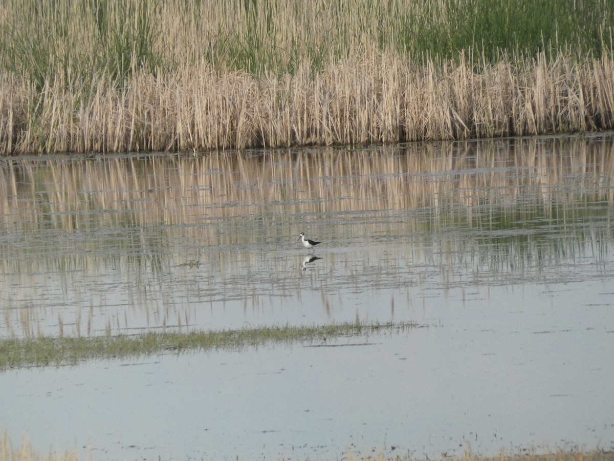 Black-necked Stilt - ML620644495