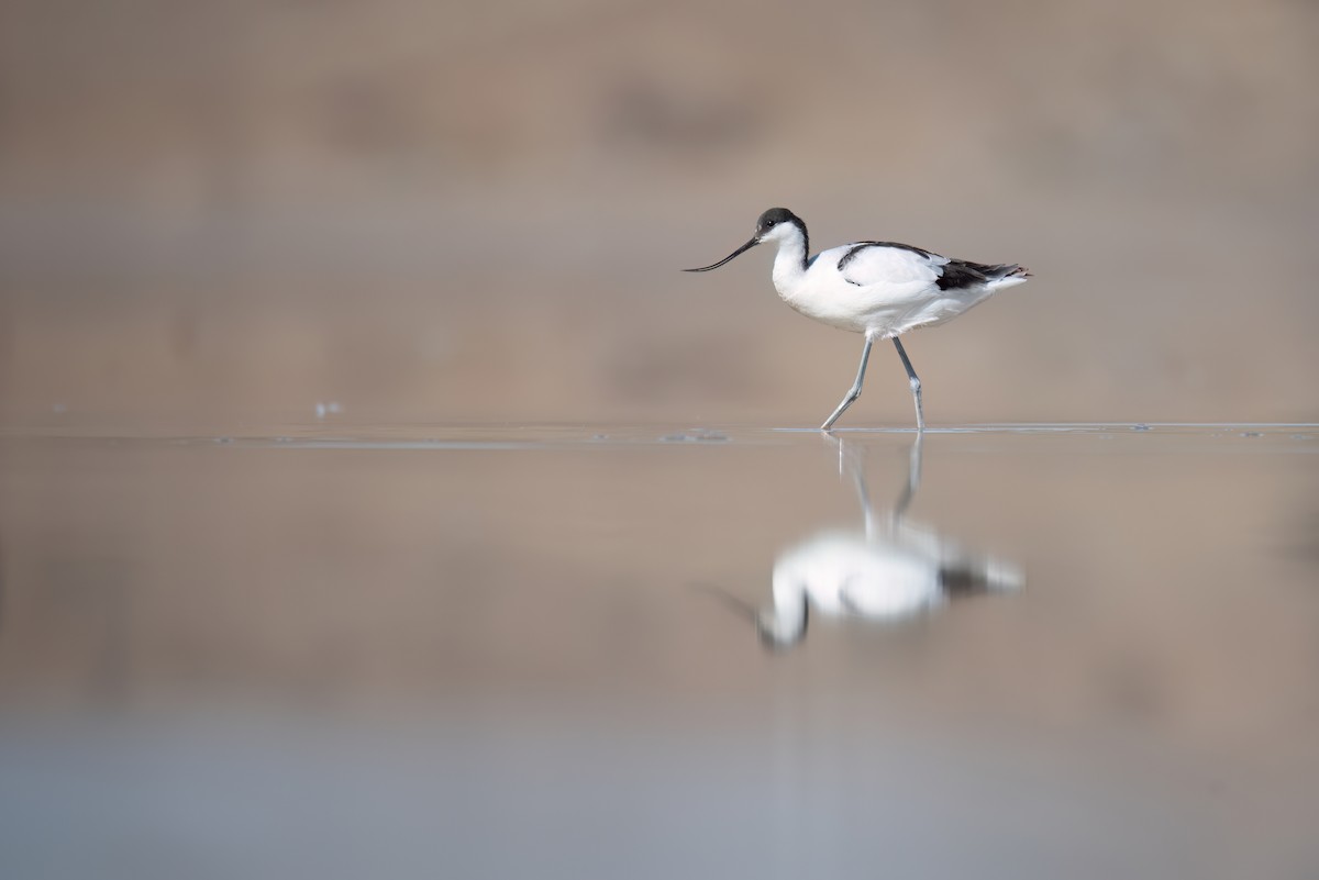 Pied Avocet - Regard Van Dyk