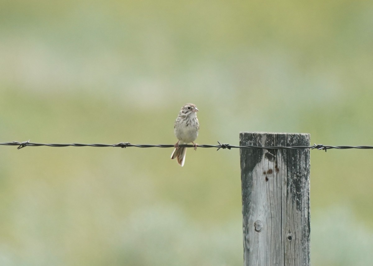 Vesper Sparrow - ML620644497