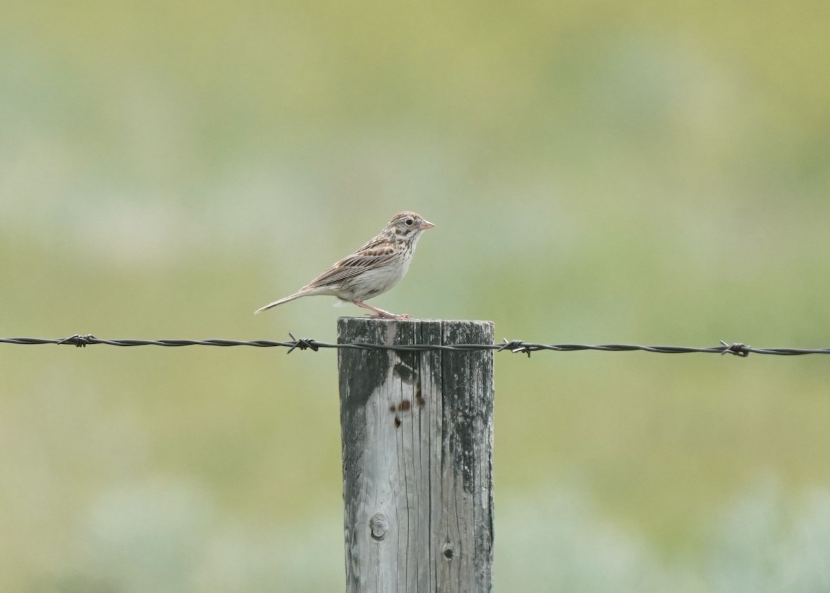 Vesper Sparrow - ML620644498