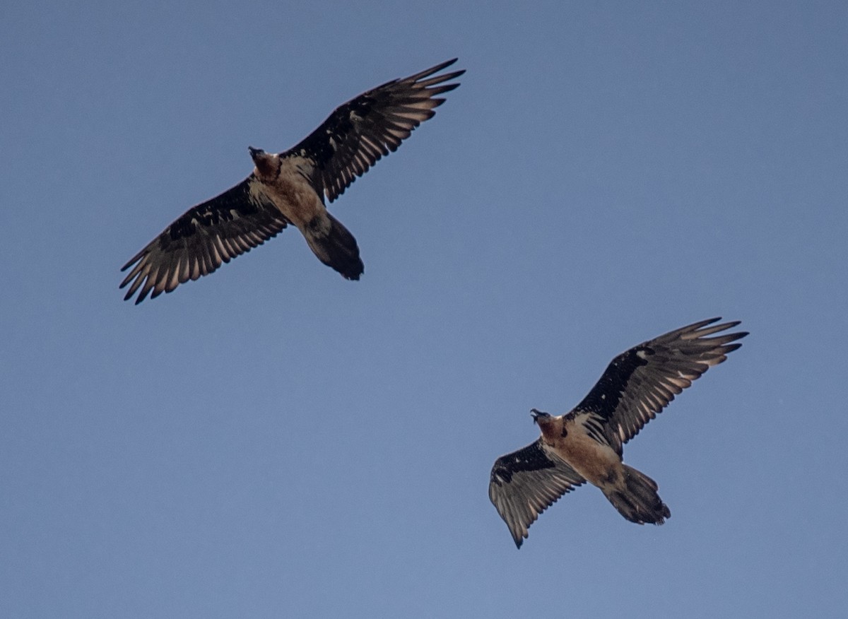 Bearded Vulture - ML620644500