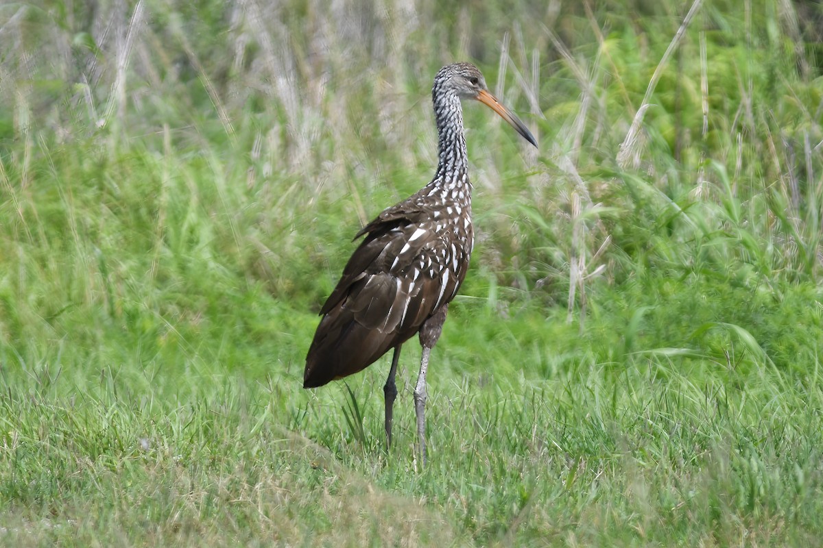 Limpkin - ML620644511