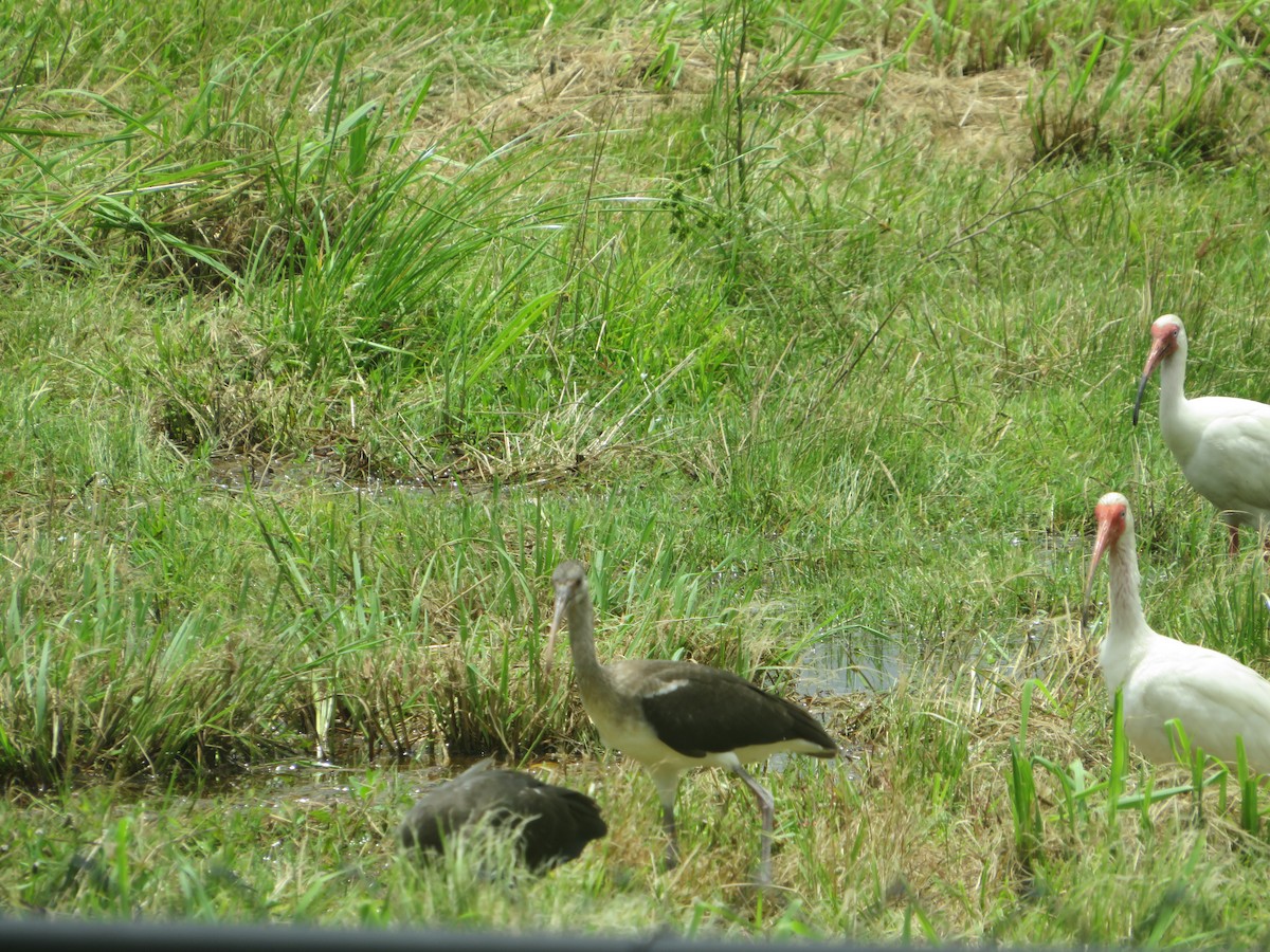 White Ibis - ML620644515