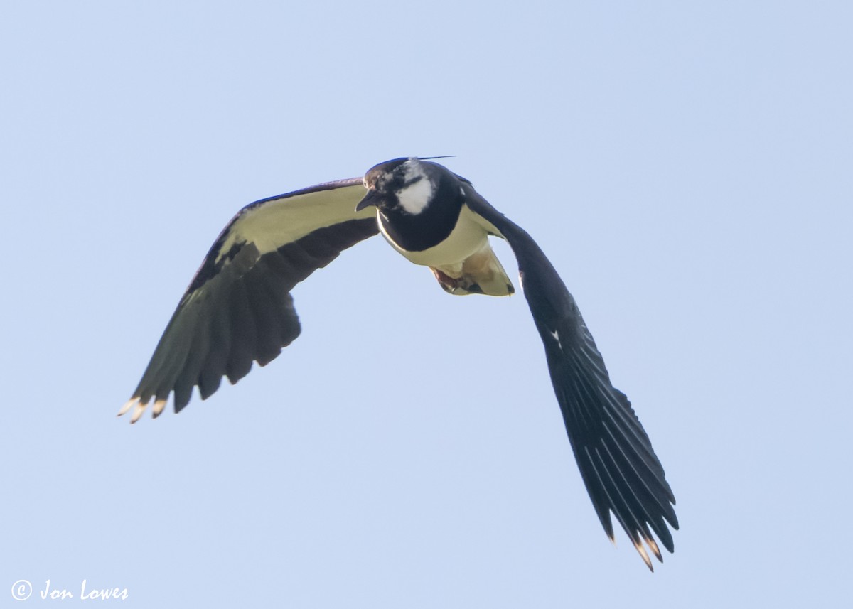 Northern Lapwing - ML620644519